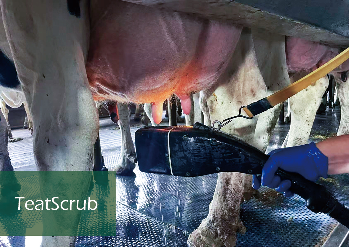 COW TEAT SCRUBBER