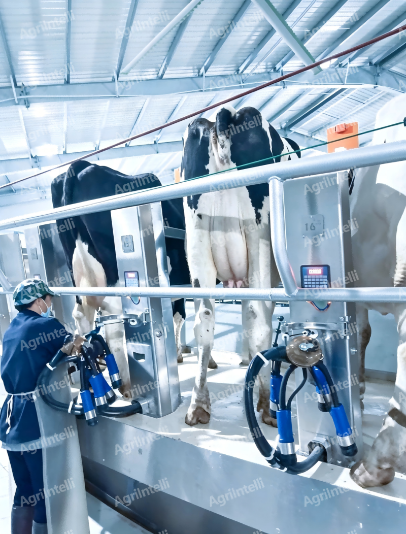 MILKING